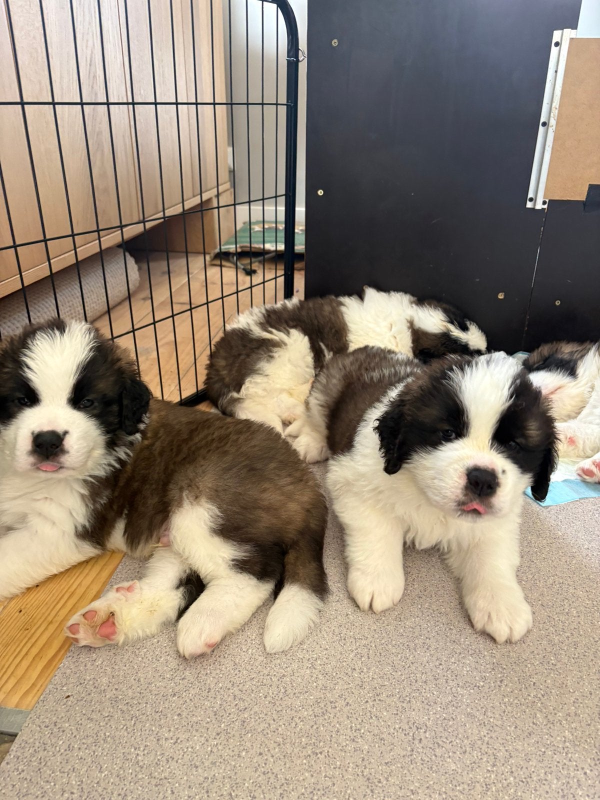 Sint Bernard pups langhaar stamboom, Overige rassen, 8 tot 15 weken, Parvo, Meerdere dieren