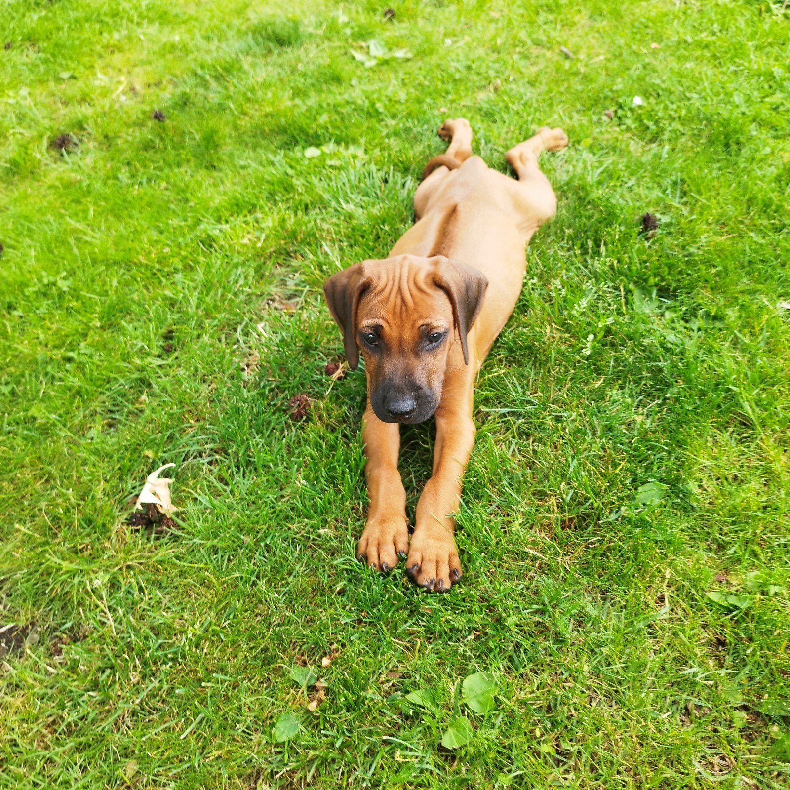 Rhodesian Ridgeback pups met FCI STAMBOOM !, Parvo, Overige rassen, 8 tot 15 weken, Meerdere