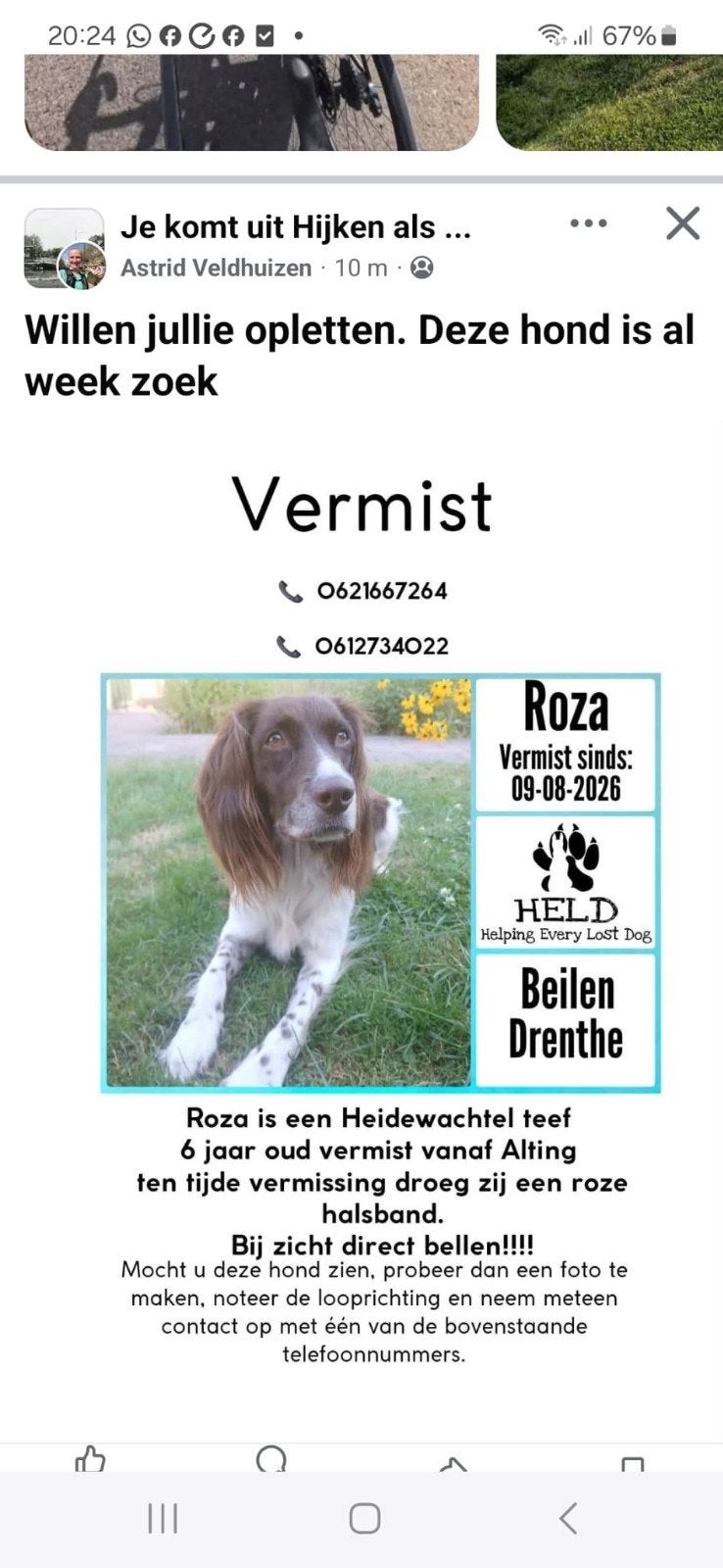 hond vermist, Dieren en Toebehoren, Hond