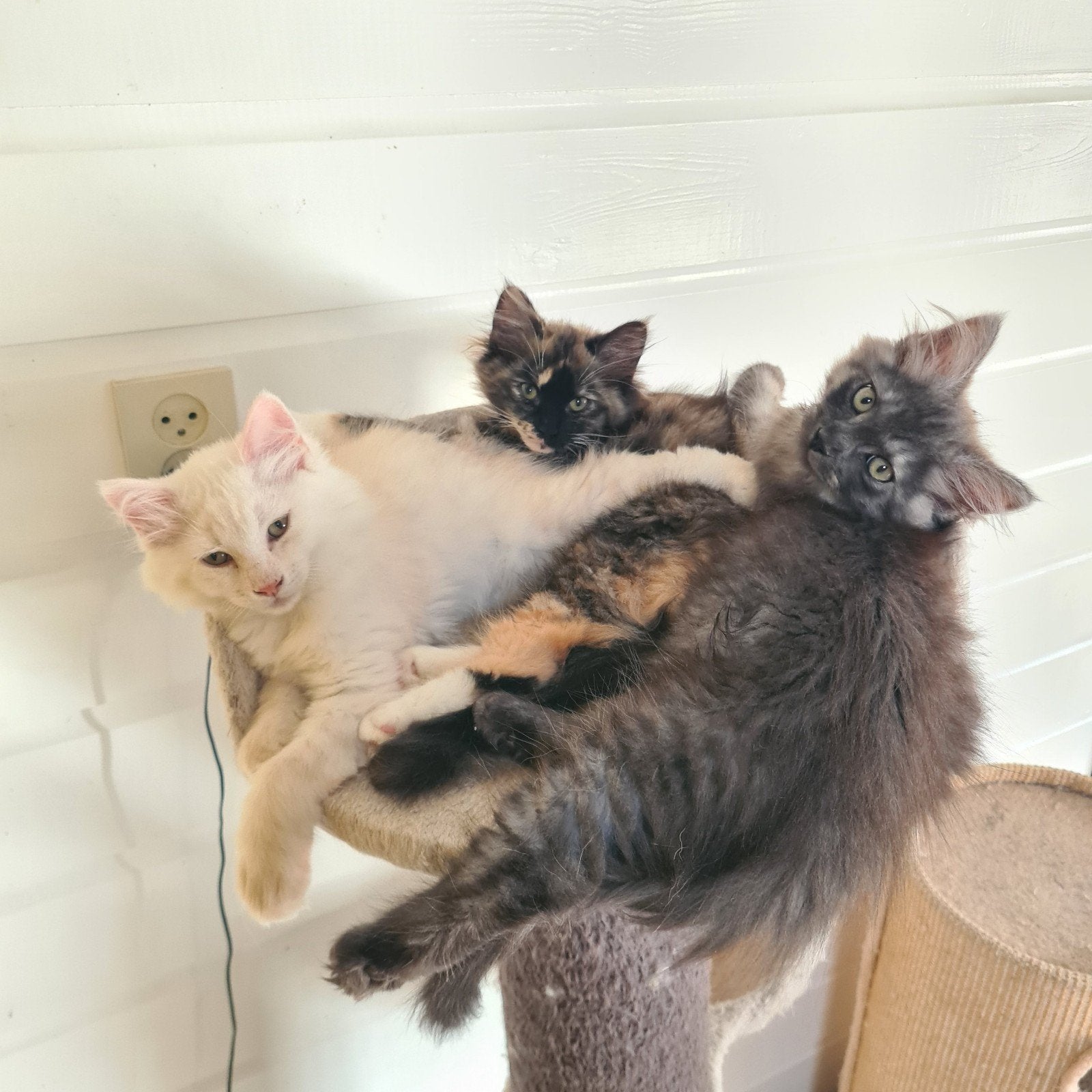 Maine Coon x Ragdoll Kittens, Dieren en Toebehoren, Meerdere dieren, Gechipt, 0 tot 2 jaar