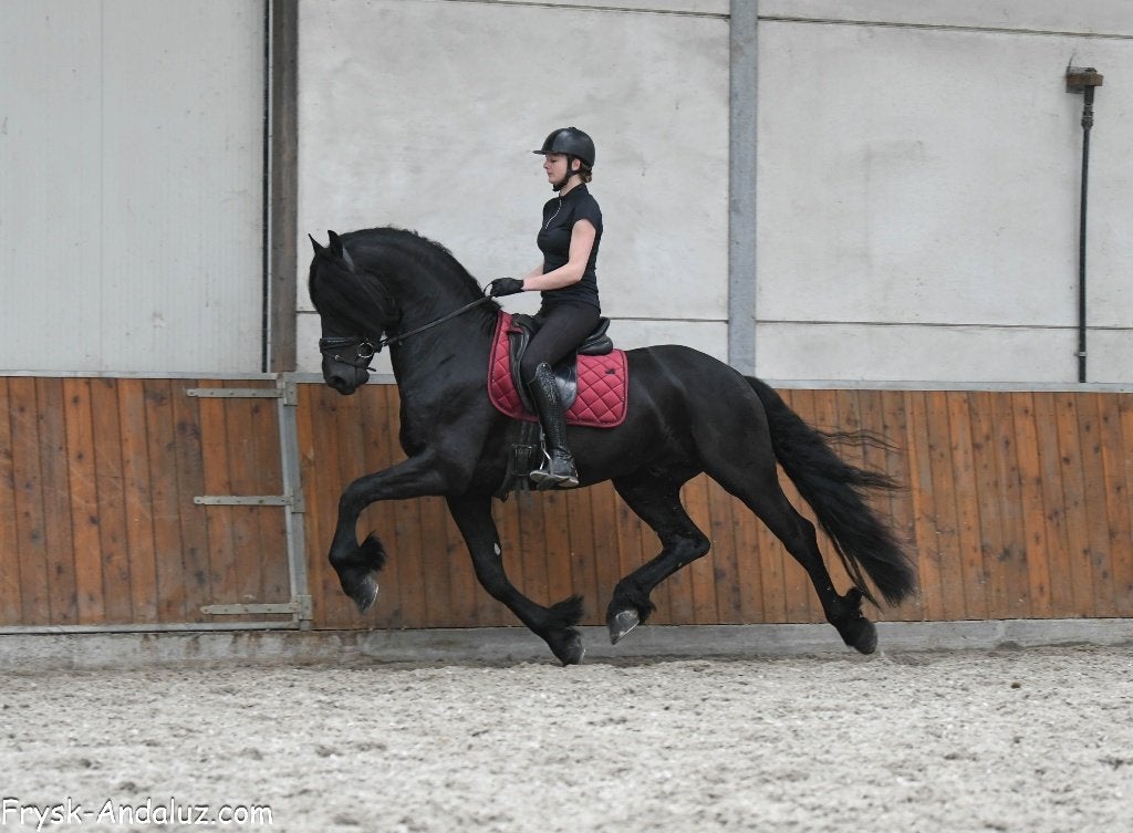 Friese paarden, Dieren en Toebehoren, Paarden, Met stamboom, Niet van toepassing, Dressuurpaard, 3 tot 6 jaar