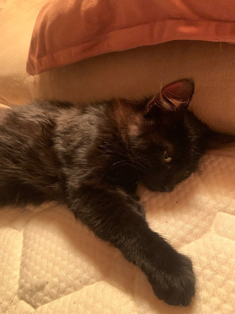 Lieve kitten, Poes, Ontwormd, 0 tot 2 jaar