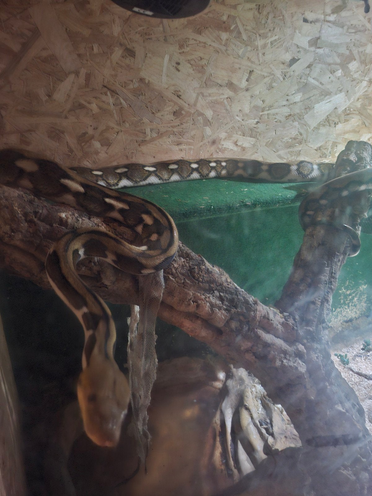 reticulated phyton, Dieren en Toebehoren, Slang, 3 tot 6 jaar
