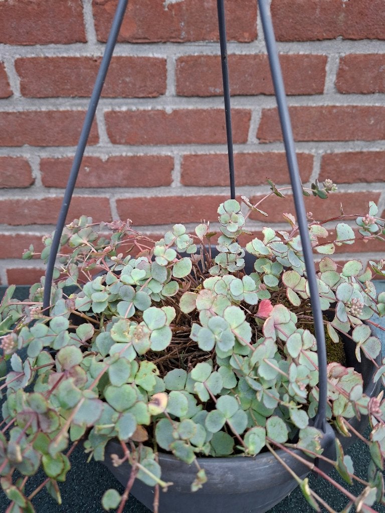 Sedum, Ophalen, Vaste plant, Bodembedekkers, Volle zon