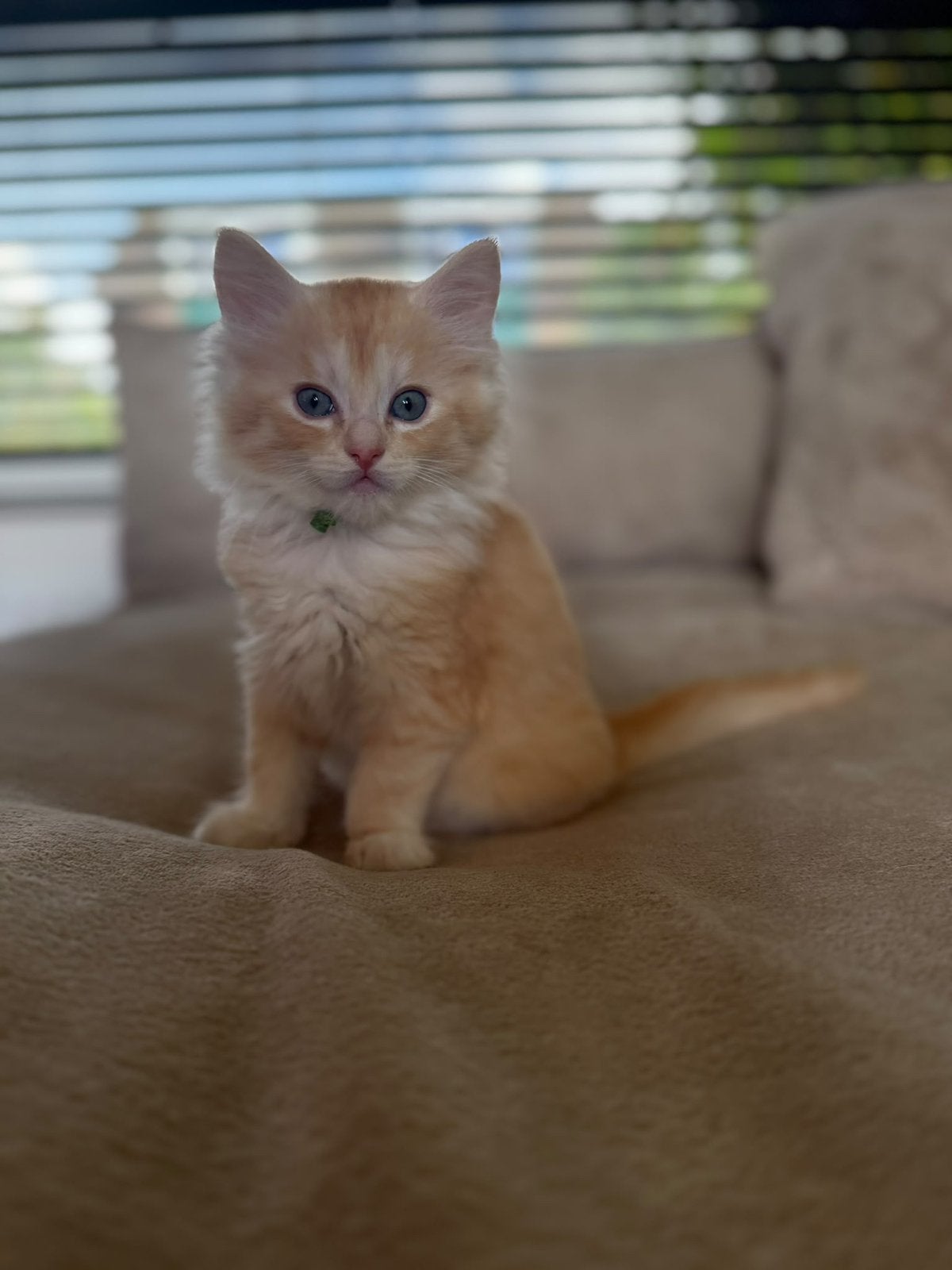 Maine coon x ragdoll mogen direct verhuizen, Dieren en Toebehoren, Meerdere dieren, Ontwormd, 0 tot 2 jaar