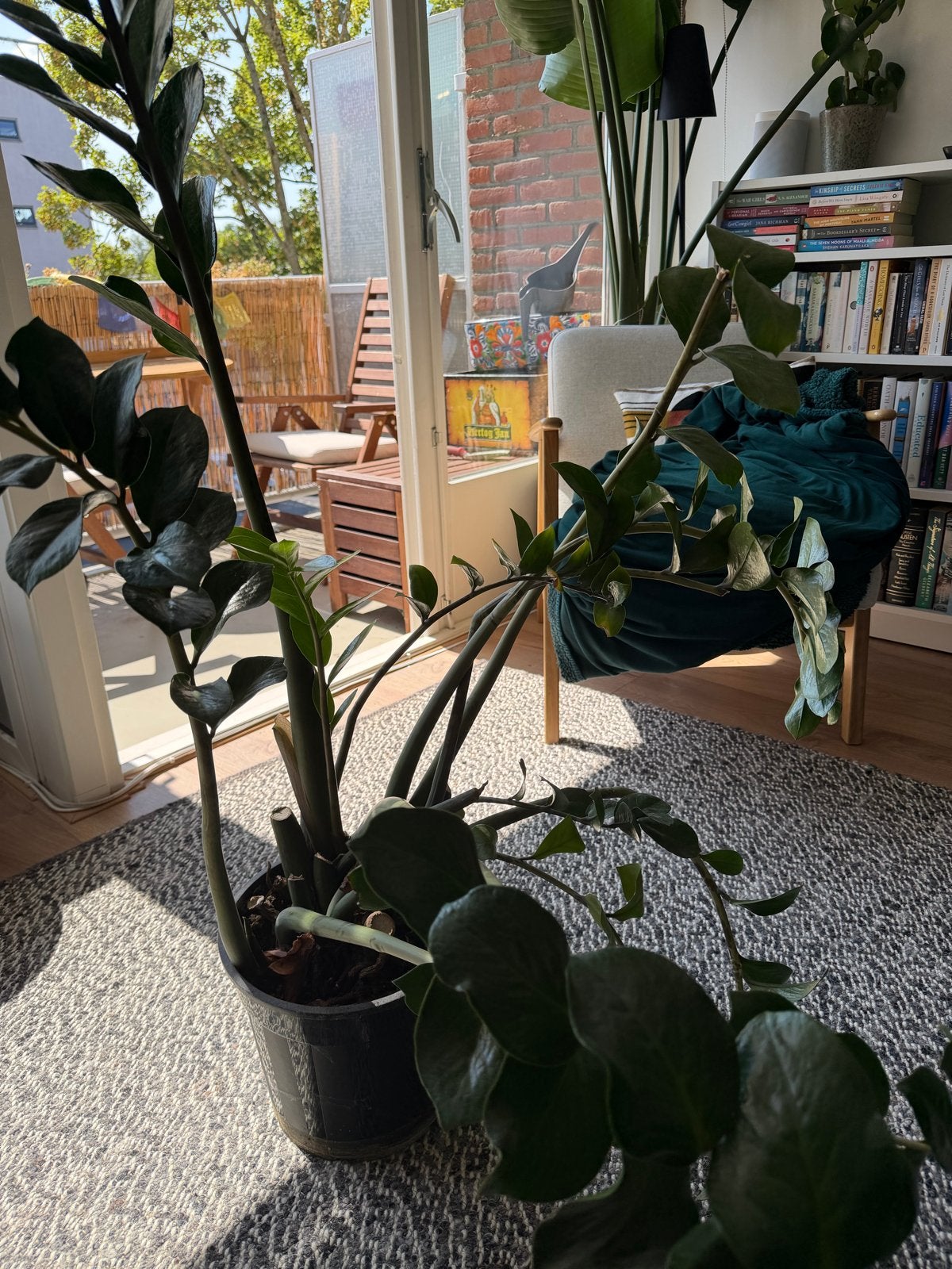 Grote Zamioculcas (Zz plant) van 1.0-1.2m met nieuw blad, Huis en Inrichting, Kamerplanten, Groene kamerplant, Ophalen, Overige soorten