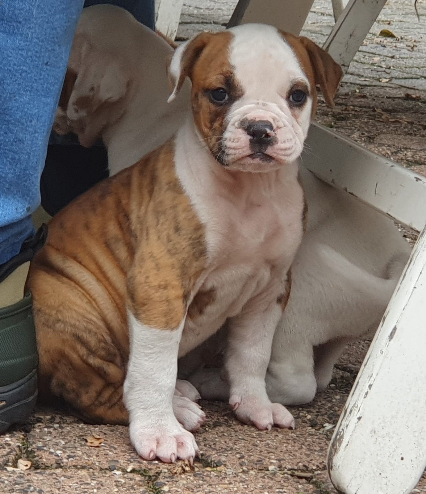 Prachtige Amerikaanse bulldog pups met stamboom, Parvo, Nederland, 8 tot 15 weken, Bulldog