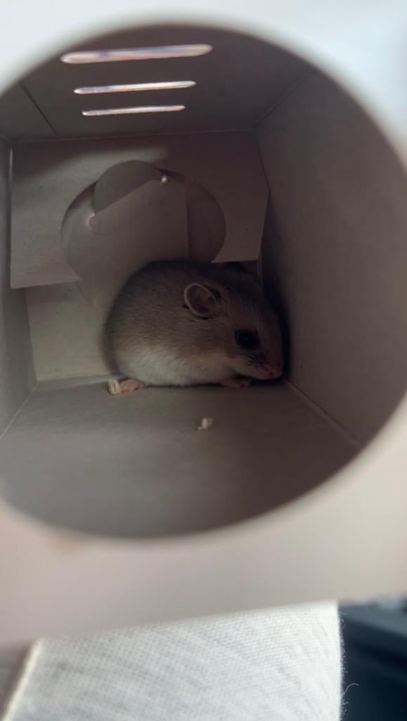dwerg hamstertje te koop, Ophalen, Zo goed als nieuw