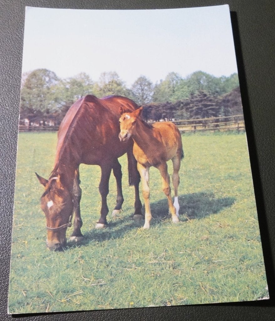 Paarden - Samen met veulen - KHo01, Verzenden, 1960 tot 1980, Gelopen, Paard