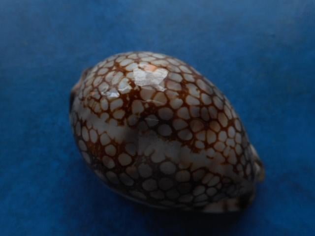 Schelpen: Cypraea histrio Gm. (helder patroon) gem 60mm, Verzenden, Schelp(en)