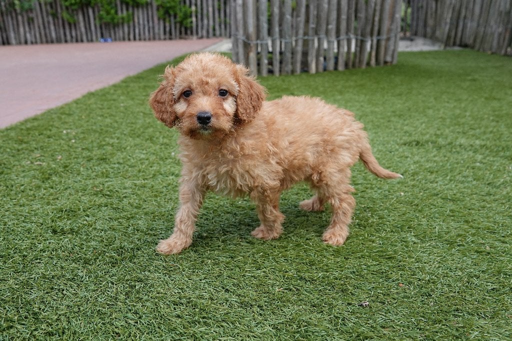 Prachtige Cavapoo pups (abrikoos/rode en abrikoos), Dieren en Toebehoren, Parvo, België, Overige rassen, 8 tot 15 weken