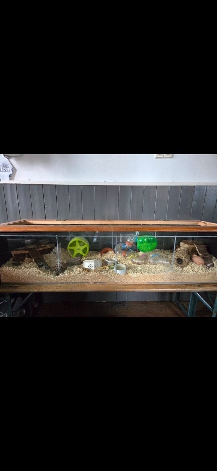 Het is een vitrine kast omgebouwd naar hamsterbak, Ophalen, Gebruikt