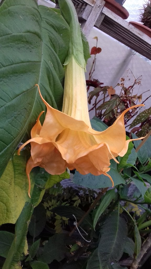 Brugmansia ( dubbelbloemig ), Volle zon, Vaste plant, Zomer, Ophalen