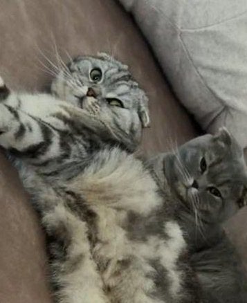 Kater en poes 2 jaar zoeken nieuwe huisje. Britse korthaar, Dieren en Toebehoren, Katten en Kittens | Dekkaters, 0 tot 2 jaar