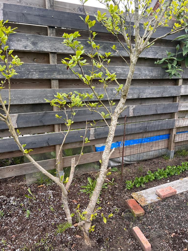 Magnolia Galaxy - Prachtige bloeiende boom, Tuin en Terras, Overige soorten, Lente, 100 tot 250 cm, Ophalen