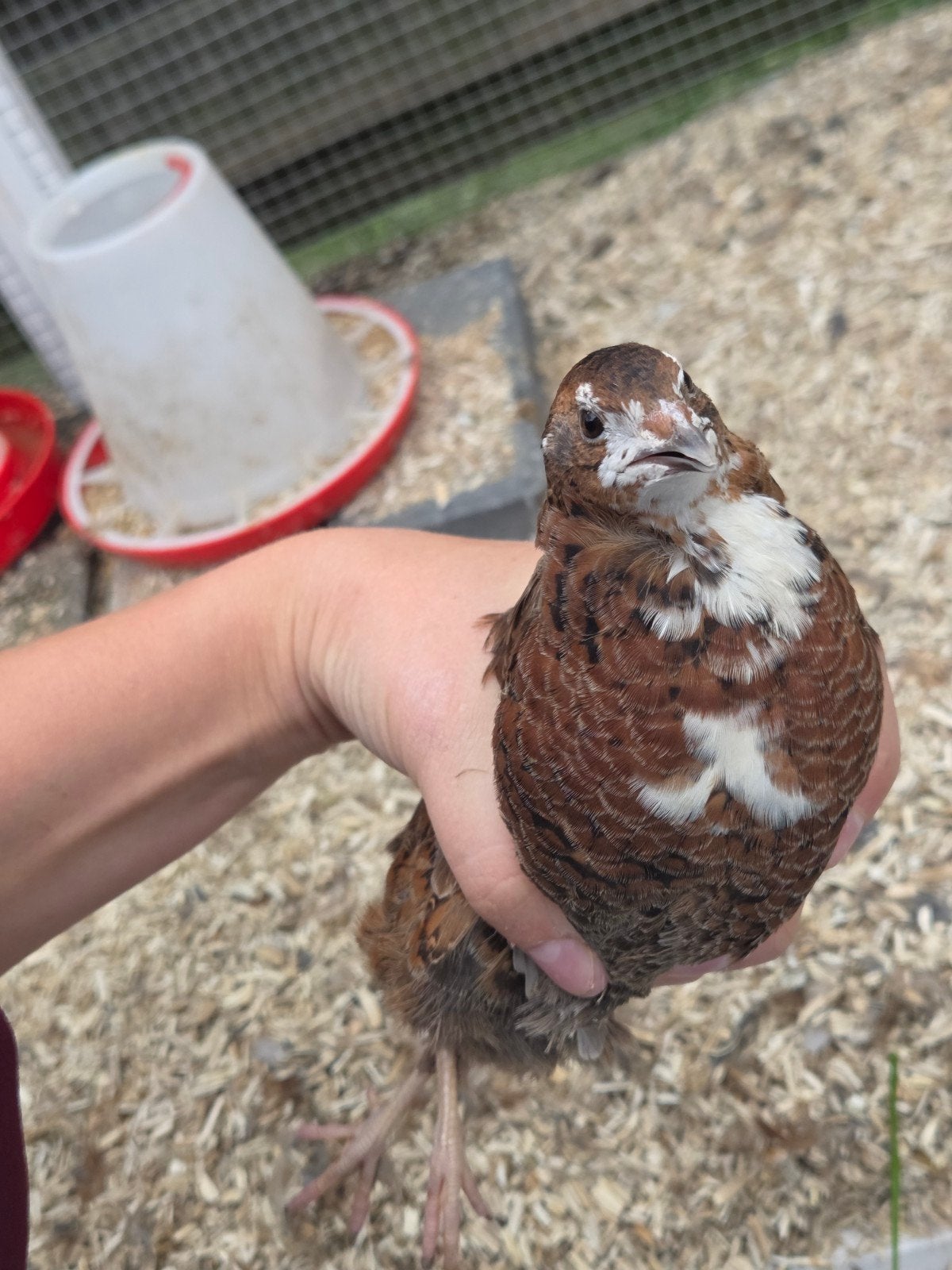 japanse kwartels hen 3 stuks, Dieren en Toebehoren, Vrouwelijk, Overige soorten