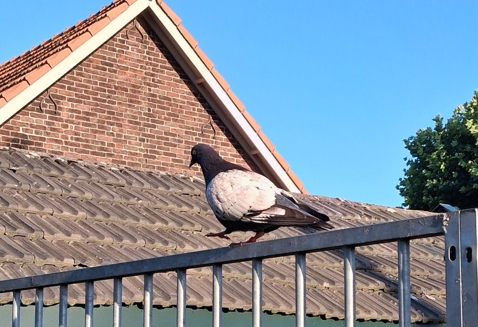 Hyacintduiven, Dieren en Toebehoren, Vogels | Duiven, Meerdere dieren, Overige soorten