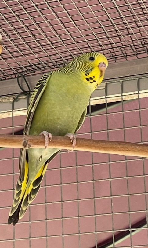 Grasparkiet jong, Dieren en Toebehoren, Vogels | Parkieten en Papegaaien, Geslacht onbekend, Parkiet