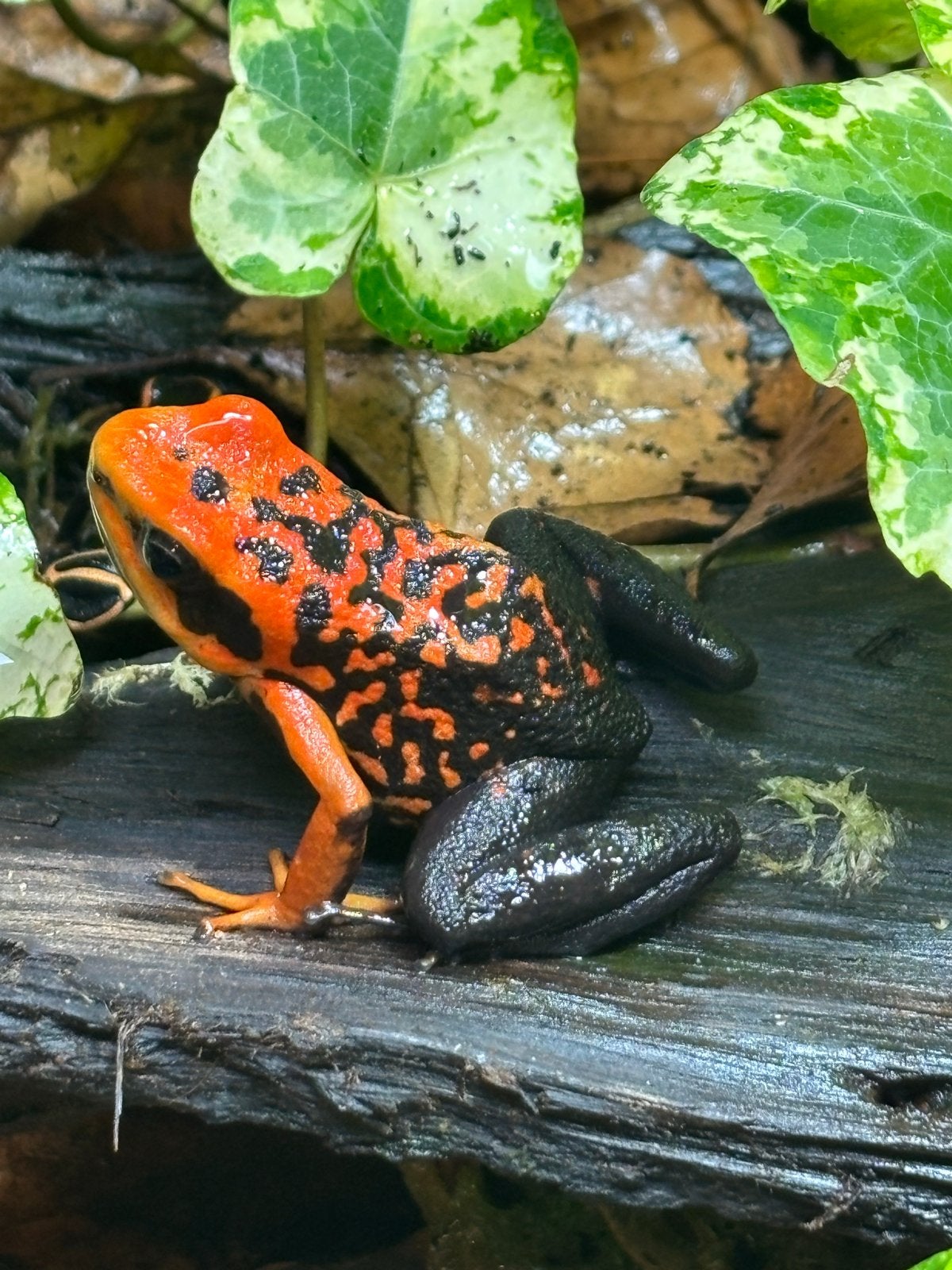 Verschillende soorten gifkikkers Frog - unknown for sale from Rico (terraquana)