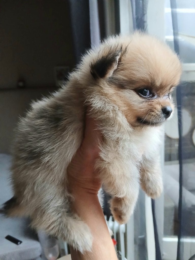Pomeriaan pups, Keeshond, 8 tot 15 weken, Parvo, Meerdere