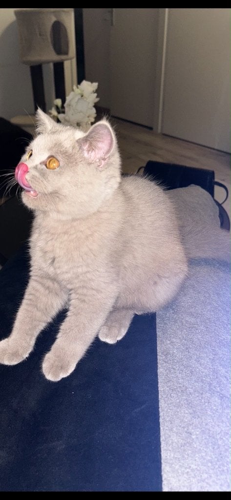 Raszuivere tamme britse-korthaar kittens!, Poes, Ontwormd, 0 tot 2 jaar