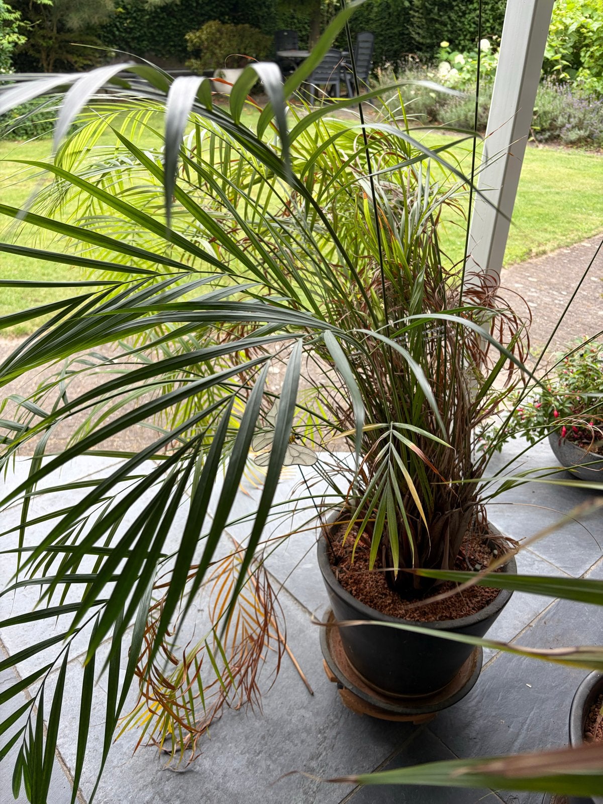 Miniatuur Dadelpalm - 20 jaar oud, zoekt nieuw huis, Volle zon, Vaste plant, Bloeit niet, Ophalen
