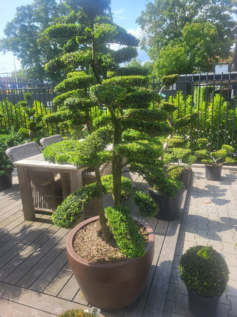 Ilex crenat."Kin Me Bonsai"maat 175-200, In pot, Halfschaduw, Lente, 100 tot 250 cm
