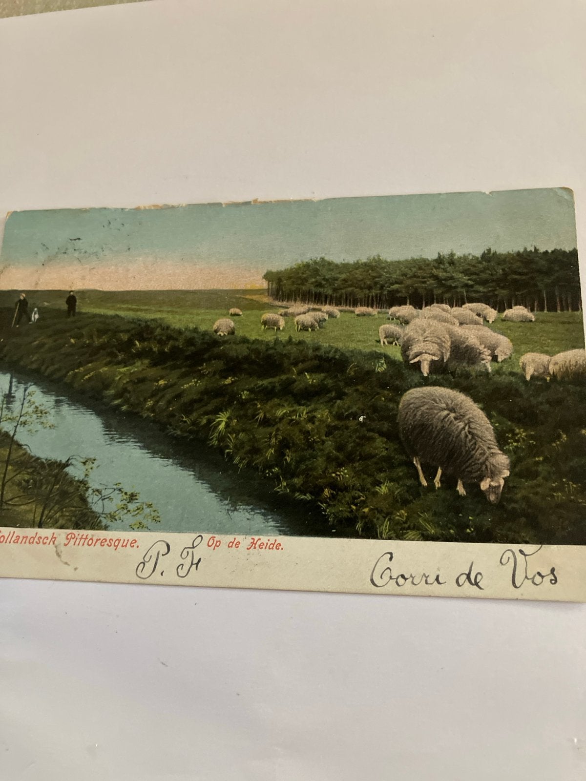 Oude Ansichtkaart: Hollandse Heide met Schapen, Ophalen of Verzenden, Voor 1920, Gelopen