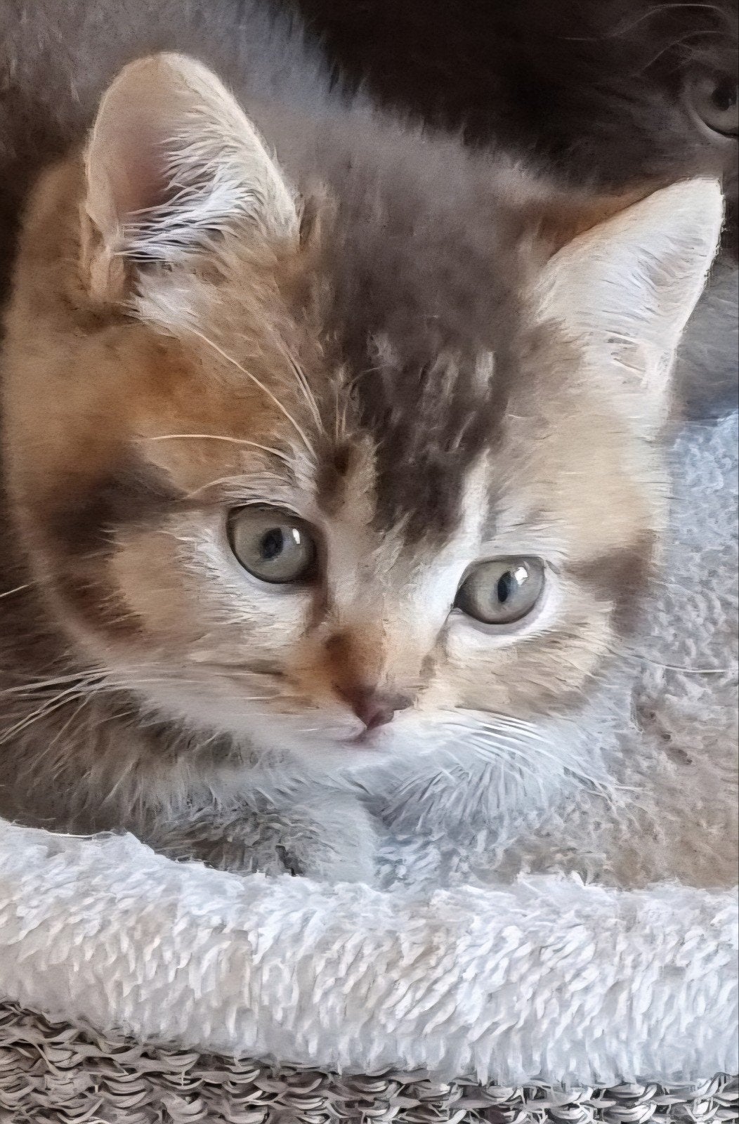 Brits/Britse Korthaar kitten met stamboom, mag gelijk mee, Dieren en Toebehoren, Katten en Kittens | Raskatten | Korthaar, Kater