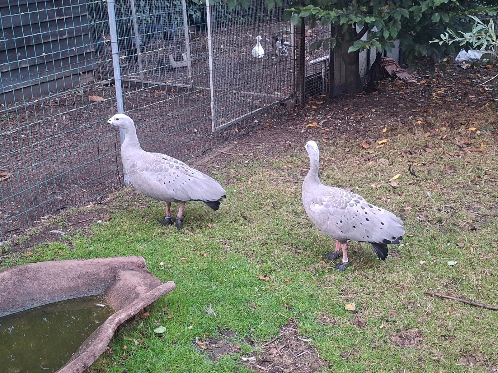 stel hoendergans, Meerdere dieren, Gans of Zwaan