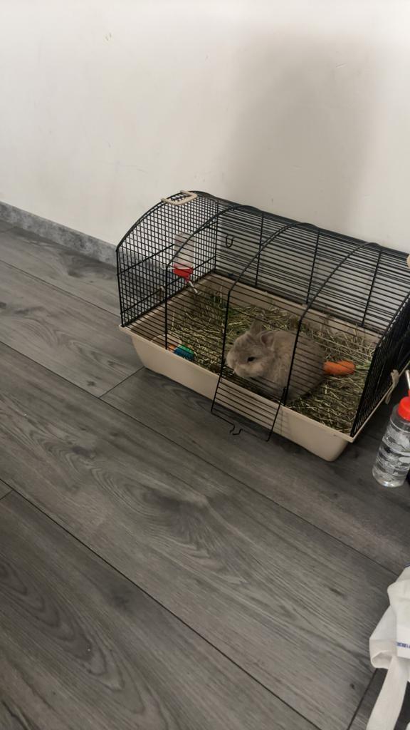 Dwerg konijn, Dieren en Toebehoren, Konijnen, Mannelijk, Dwerg, 0 tot 2 jaar