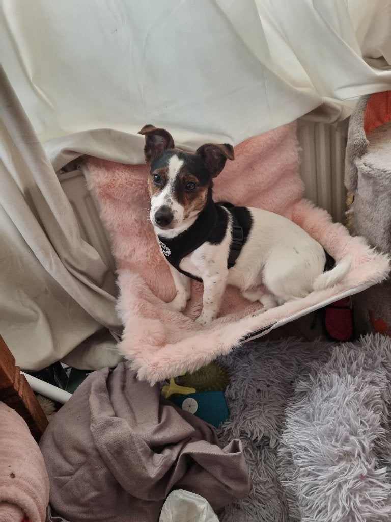 Pup sjaak 8 mndmn baby kan ik niet me geven door ziekte wat, Reu, Parvo, Eén hond, Nederland
