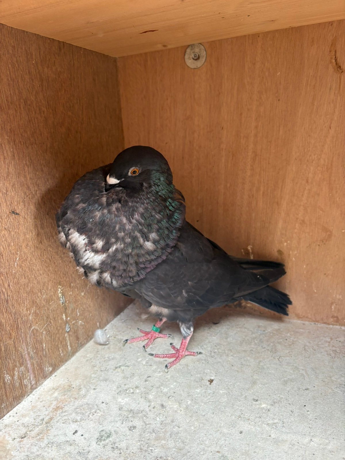 Gaditano duivin, Dieren en Toebehoren, Vogels | Duiven, Vrouwelijk, Kropper