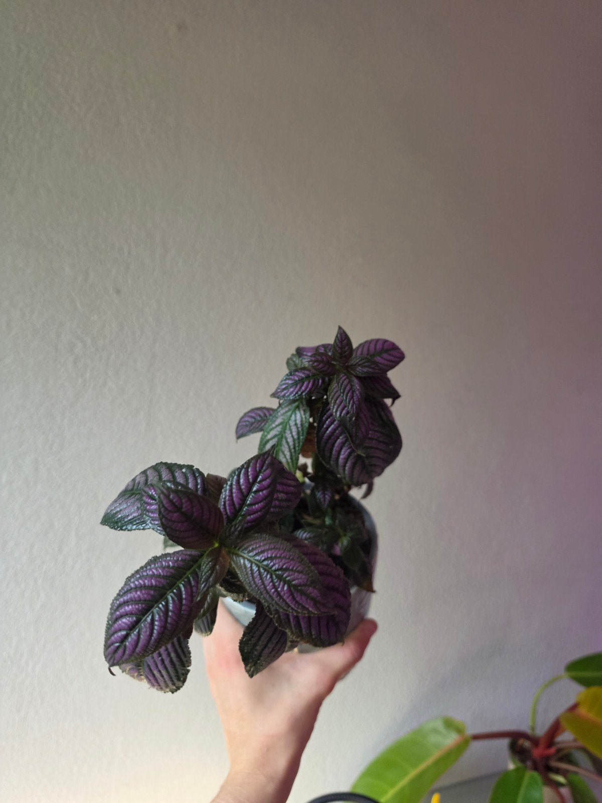 Strobilanthes dyeriana metallica, Ophalen of Verzenden, Halfschaduw, Minder dan 100 cm