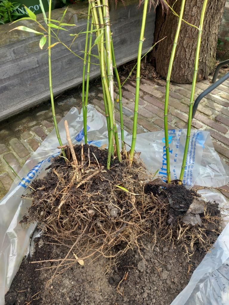 Bamboe, Tuin en Terras, Planten | Tuinplanten, Overige soorten, Vaste plant, Ophalen of Verzenden, Bloeit niet