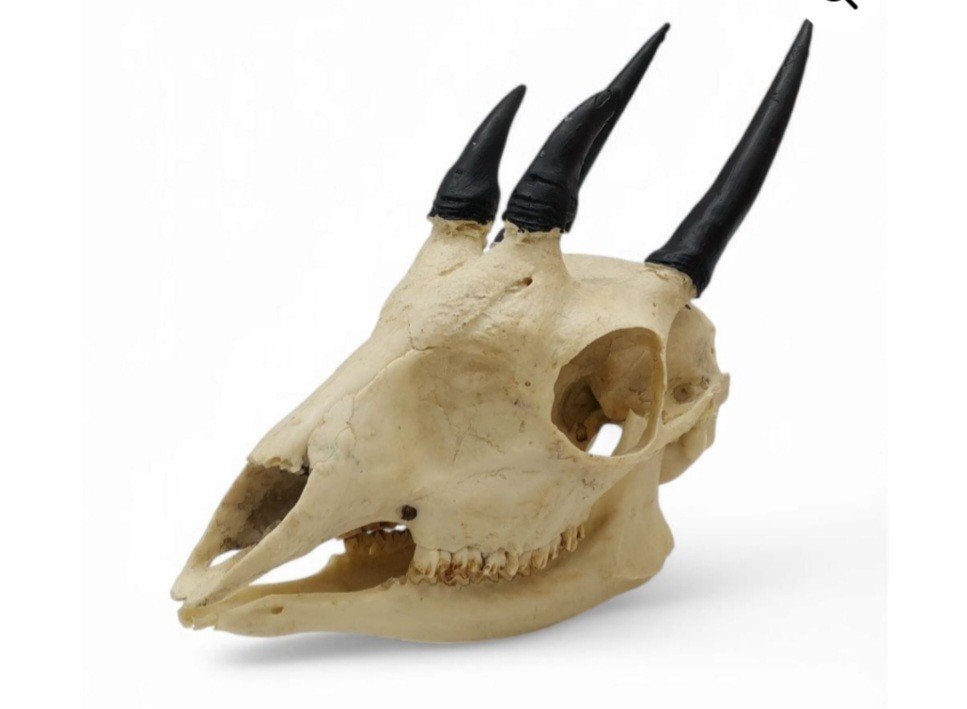 Hoogwaardige kwaliteit zeldzame Vierhoornantilope schedel, Ophalen of Verzenden, Nieuw, Schedel