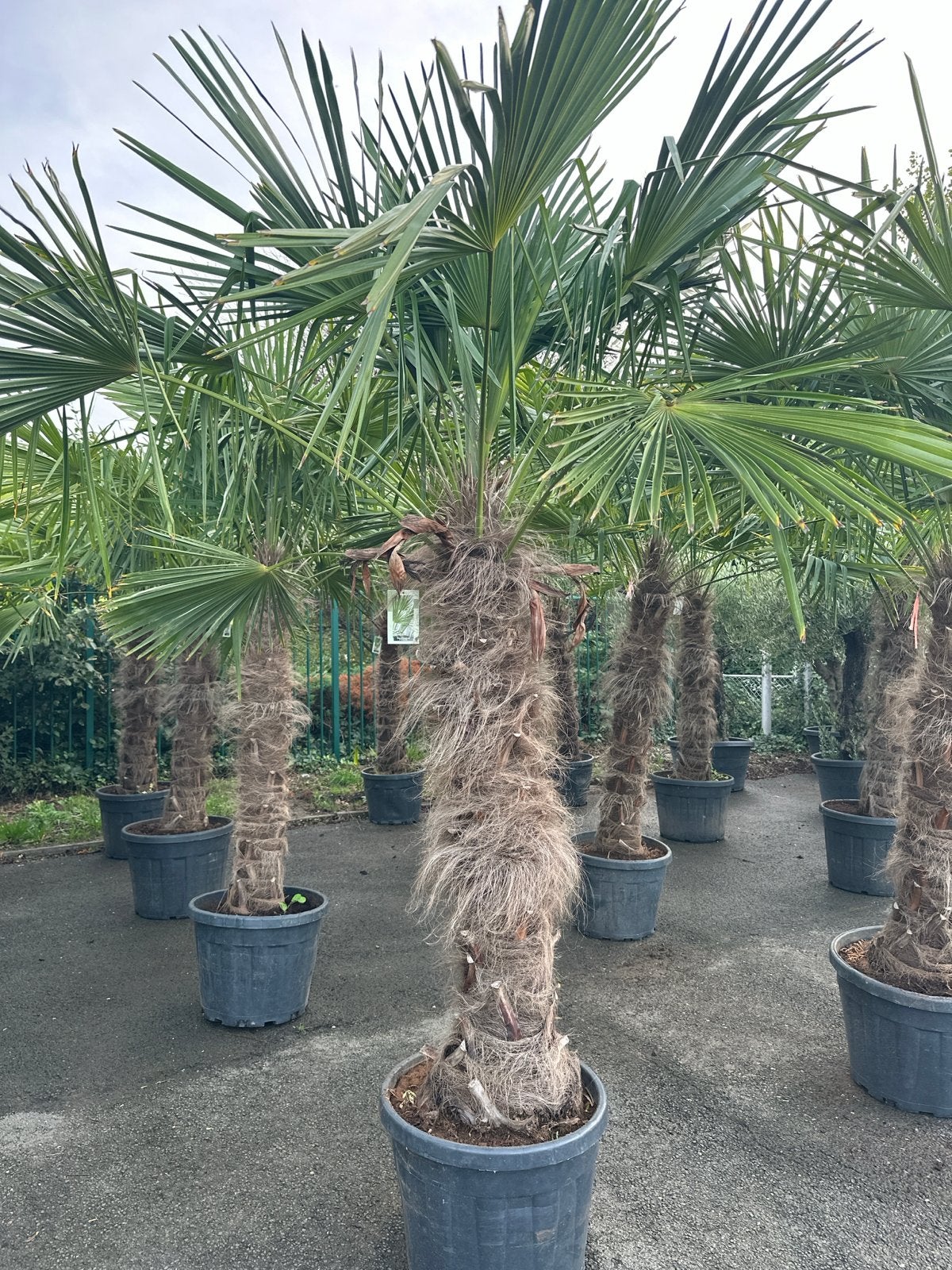 Trachycarpus Fortunei - Winterharde Palmboom 280cm, Overige soorten, Volle zon, Vaste plant, Ophalen of Verzenden