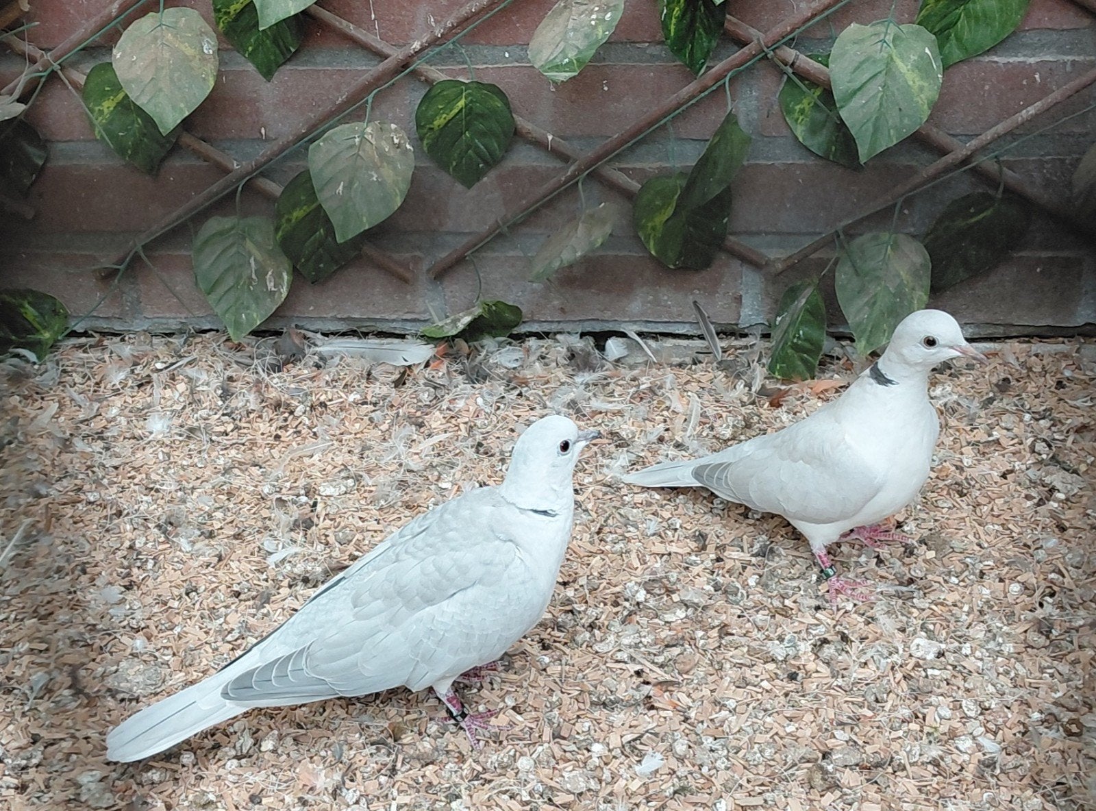 tortelduifjes (2026), Dieren en Toebehoren, Meerdere dieren, Tam