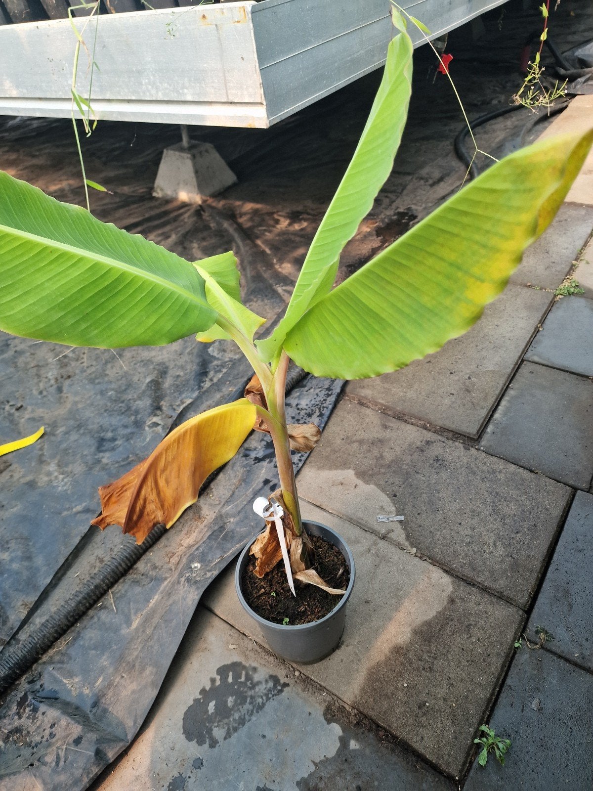 Bananenplant - Musa himalayensis, Tuin en Terras, Volle zon, Vaste plant, Bloeit niet, Ophalen
