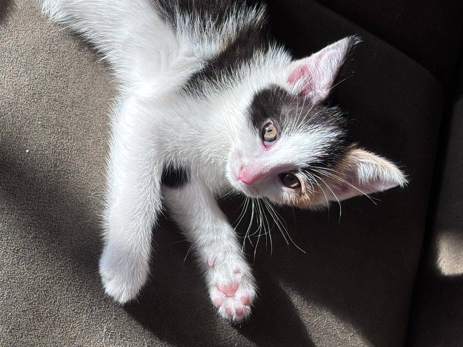 Leuke lieve lapjespoes kitten, Poes
