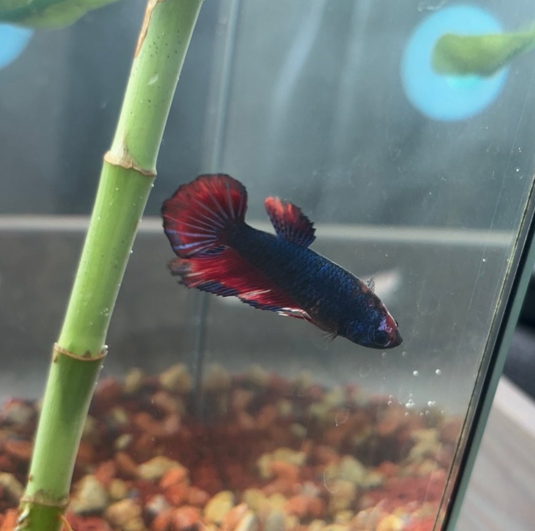Betta vrouw, Dieren en Toebehoren, Vissen | Aquariumvissen, Vis, Zoetwatervis
