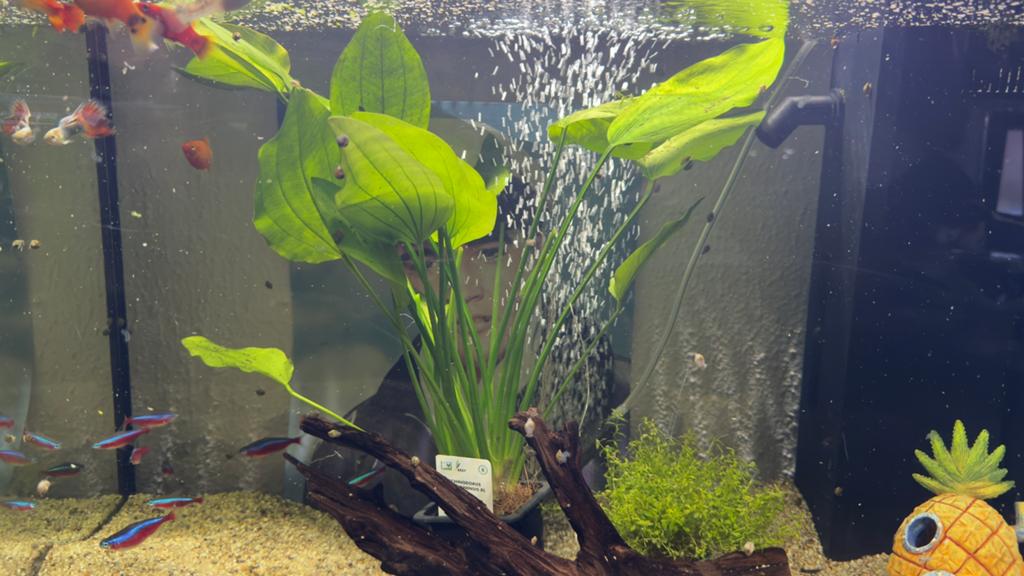 Compleet Juwel 3D aquarium inclusief toebehoren., Overige typen, Zoetwatervis