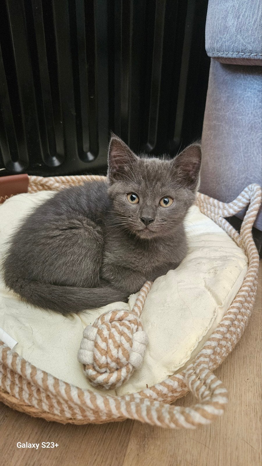Kittens, Dieren en Toebehoren, Poes, Ontwormd