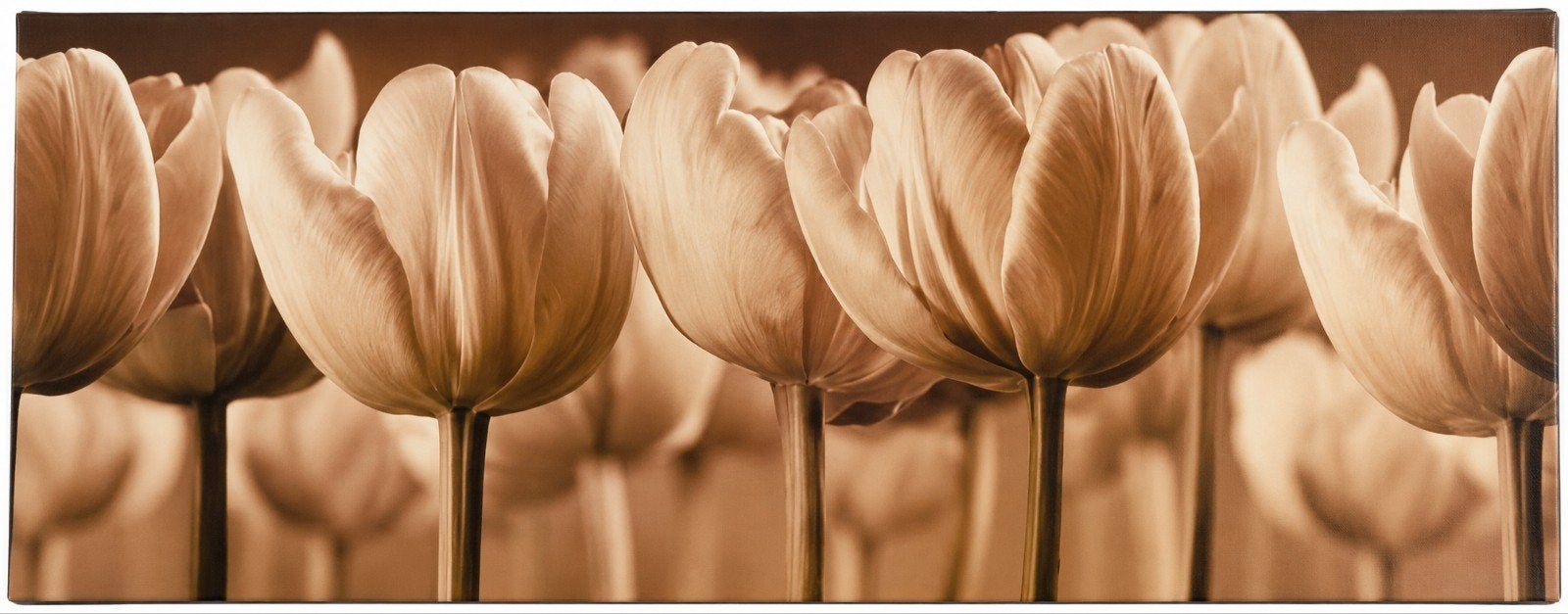 Schilderij met tulpen - Bruin/beige tinten, Ophalen, Op houten frame, Print, Bloemen