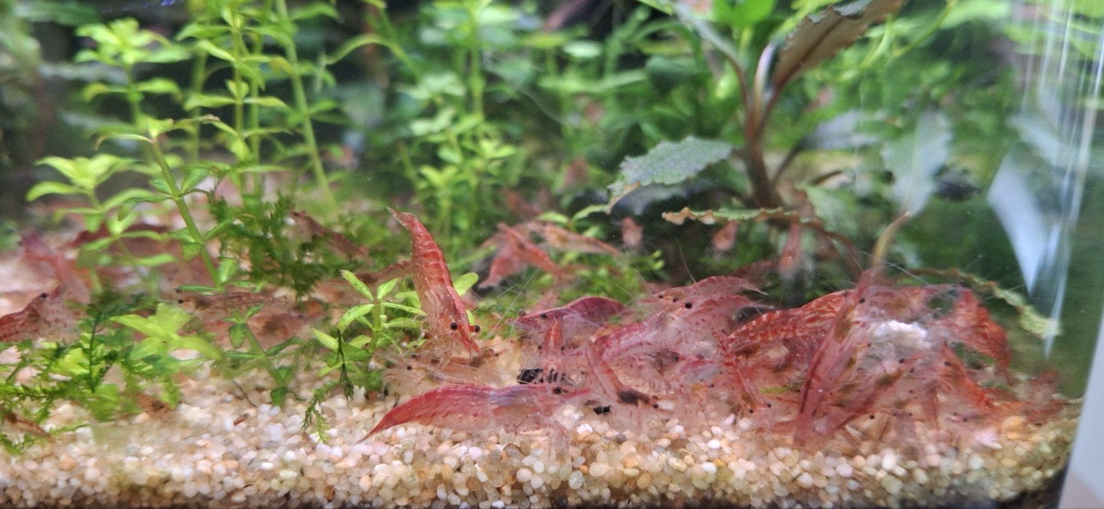 jonge vuurgarnalen, Kreeft, Krab of Garnaal, Zoetwatervis, Schoolvis