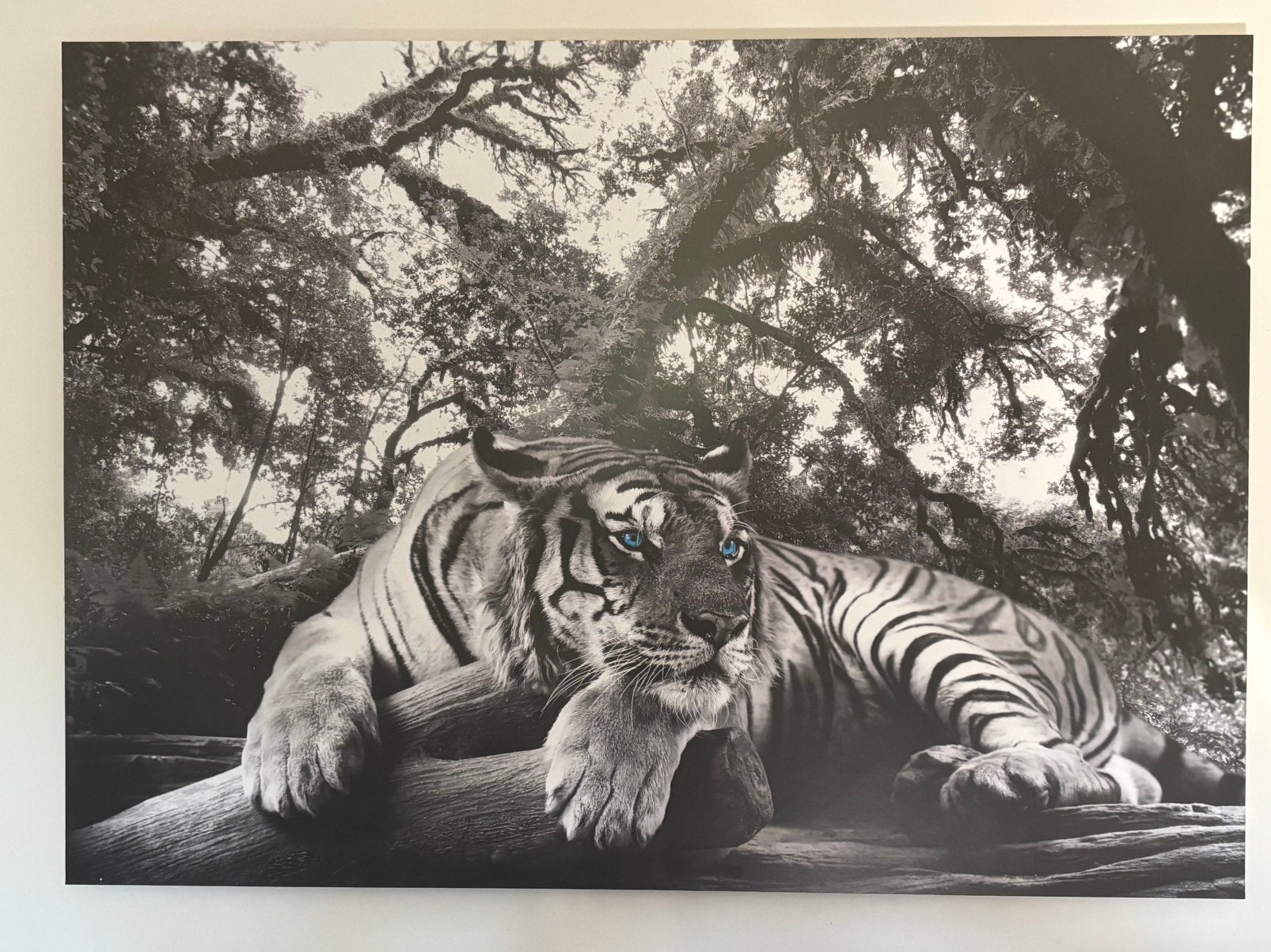 Foto schilderij Tijger, Ophalen