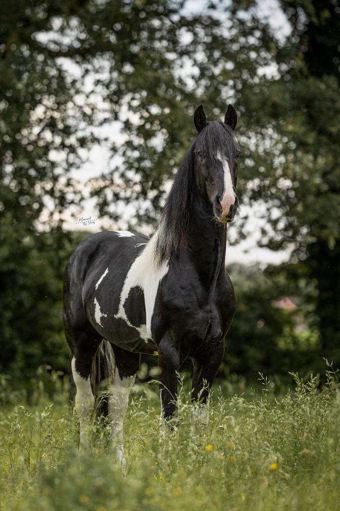 Ter dekking Barockpinto Hengst, Hengst