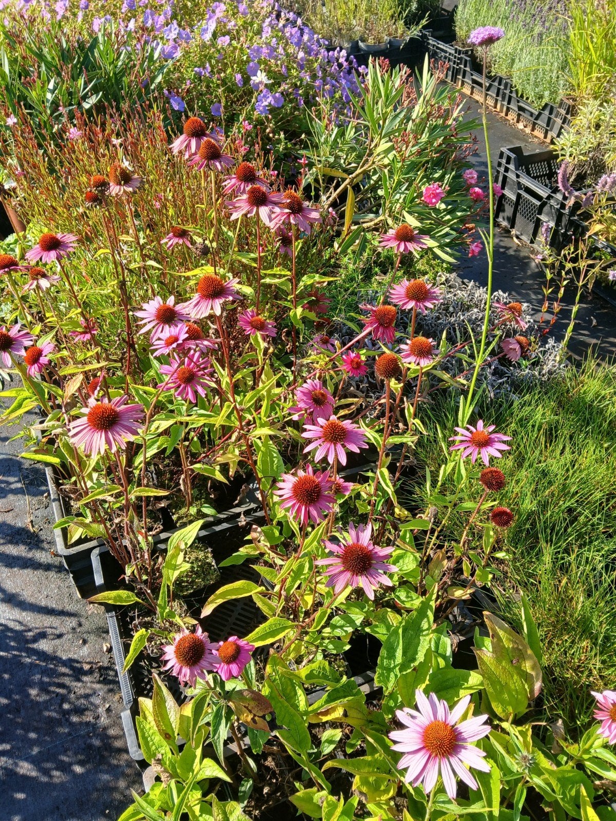 Echinacea Purpurea - Rode Zonnehoed voor een kleurrijke tuin, Overige soorten, Volle zon, Vaste plant, Ophalen of Verzenden
