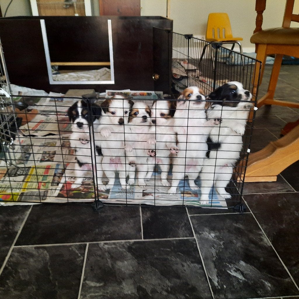 puppyren hondenren konijnenren12 delen nieuw, 110 cm of meer, Minder dan 65 cm, Ophalen of Verzenden, Nieuw
