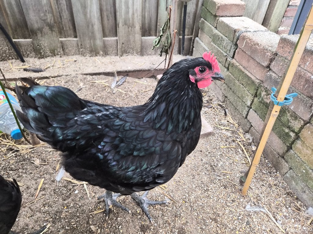 Australorp haan 12 weken gratis af te halen, Dieren en Toebehoren, Mannelijk, Kip